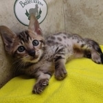 Savannah F-6SBT Male BST DOB 12-7-23