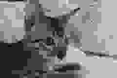 Lucky, Savannah, F-6SBT, Brown Spotted Male #1 DOB 4-20-17