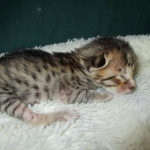 Savannah, F-6SBT, Brown, black spotted, male , dob 4-20-17