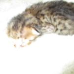 Savannah, F-6SBT, Brown, black spotted, male , dob 4-20-17