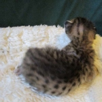 Savannah, F-6SBT, Brown, black spotted, male , dob 4-20-17