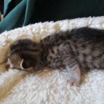 Savannah, F-6SBT, Brown, black spotted, male , dob 4-20-17