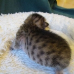 Savannah, F-6SBT, Brown, black spotted, male , dob 4-20-17