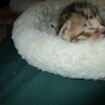 Savannah, F-6SBT, Brown, black spotted, male , dob 4-20-17