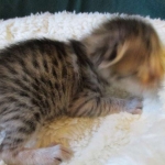 Savannah, F-6SBT, Brown, black spotted, male , dob 4-20-17