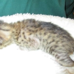 Savannah, F-6SBT, Brown, black spotted, male , dob 4-20-17