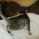 Savannah, F-6SBT, Brown, black spotted, male , dob 4-20-17