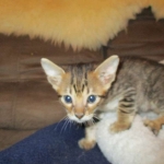 Savannah, F-6SBT, Brown, black spotted, male , dob 4-20-17