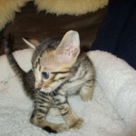 Savannah, F-6SBT, Brown, black spotted, male , dob 4-20-17