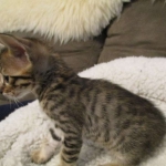 Savannah, F-6SBT, Brown, black spotted, male , dob 4-20-17