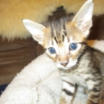 Savannah, F-6SBT, Brown, black spotted, male , dob 4-20-17