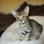 Savannah, F-6SBT, Brown, black spotted, male , dob 4-20-17