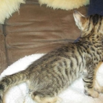 Savannah, F-6SBT, Brown, black spotted, male , dob 4-20-17