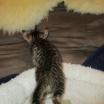 Savannah, F-6SBT, Brown, black spotted, male , dob 4-20-17