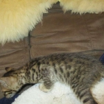 Savannah, F-6SBT, Brown, black spotted, male , dob 4-20-17