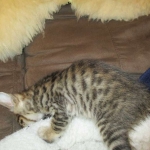 Savannah, F-6SBT, Brown, black spotted, male , dob 4-20-17