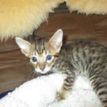 Savannah, F-6SBT, Brown, black spotted, male , dob 4-20-17