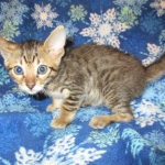 Savannah, F-6SBT, Brown, black spotted, male , dob 4-20-17