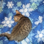 Savannah, F-6SBT, Brown, black spotted, male , dob 4-20-17