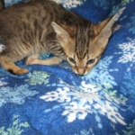 Savannah, F-6SBT, Brown, black spotted, male , dob 4-20-17