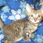 Savannah, F-6SBT, Brown, black spotted, male , dob 4-20-17