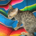 Savannah, F-6SBT, Brown, black spotted, male , dob 4-20-17