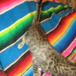 Savannah, F-6SBT, Brown, black spotted, male , dob 4-20-17