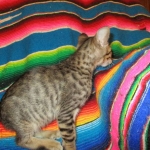 Savannah, F-6SBT, Brown, black spotted, male , dob 4-20-17