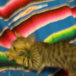 Savannah, F-6SBT, Brown, black spotted, male , dob 4-20-17