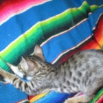 Savannah, F-6SBT, Brown, black spotted, male , dob 4-20-17