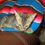 Savannah, F-6SBT, Brown, black spotted, male , dob 4-20-17