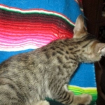 Savannah, F-6SBT, Brown, black spotted, male , dob 4-20-17