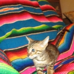 Savannah, F-6SBT, Brown, black spotted, male , dob 4-20-17