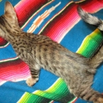 Savannah, F-6SBT, Brown, black spotted, male , dob 4-20-17