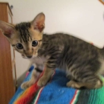 Savannah, F-6SBT, Brown, black spotted, male , dob 4-20-17