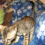 Savannah, F-6SBT, Brown, black spotted, male , dob 4-20-17