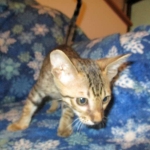 Savannah, F-6SBT, Brown, black spotted, male , dob 4-20-17