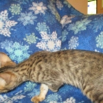 Savannah, F-6SBT, Brown, black spotted, male , dob 4-20-17