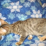 Savannah, F-6SBT, Brown, black spotted, male , dob 4-20-17