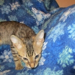 Savannah, F-6SBT, Brown, black spotted, male , dob 4-20-17