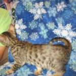 Savannah, F-6SBT, Brown, black spotted, male , dob 4-20-17