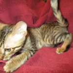 Savannah, F-6SBT, Brown, black spotted, male , dob 4-20-17
