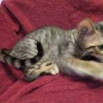 Savannah, F-6SBT, Brown, black spotted, male , dob 4-20-17