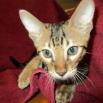 Savannah, F-6SBT, Brown, black spotted, male , dob 4-20-17