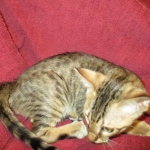 Savannah, F-6SBT, Brown, black spotted, male , dob 4-20-17