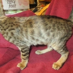 Savannah, F-6SBT, Brown, black spotted, male , dob 4-20-17