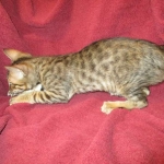 Savannah, F-6SBT, Brown, black spotted, male , dob 4-20-17