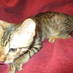 Savannah, F-6SBT, Brown, black spotted, male , dob 4-20-17