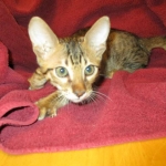 Savannah, F-6SBT, Brown, black spotted, male , dob 4-20-17