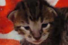 Zephon Savannah F-6SBT Brown Spotted Male #1 DOB 5-29-22